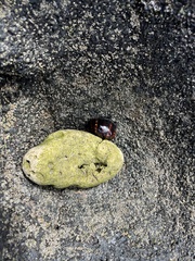 Calcinus laevimanus