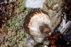 Lottia paradigitalis