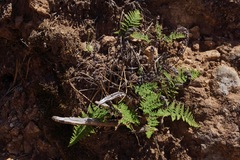 Myriopteris clevelandii