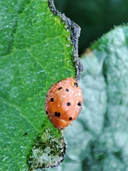 Henosepilachna argus