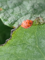 Henosepilachna argus