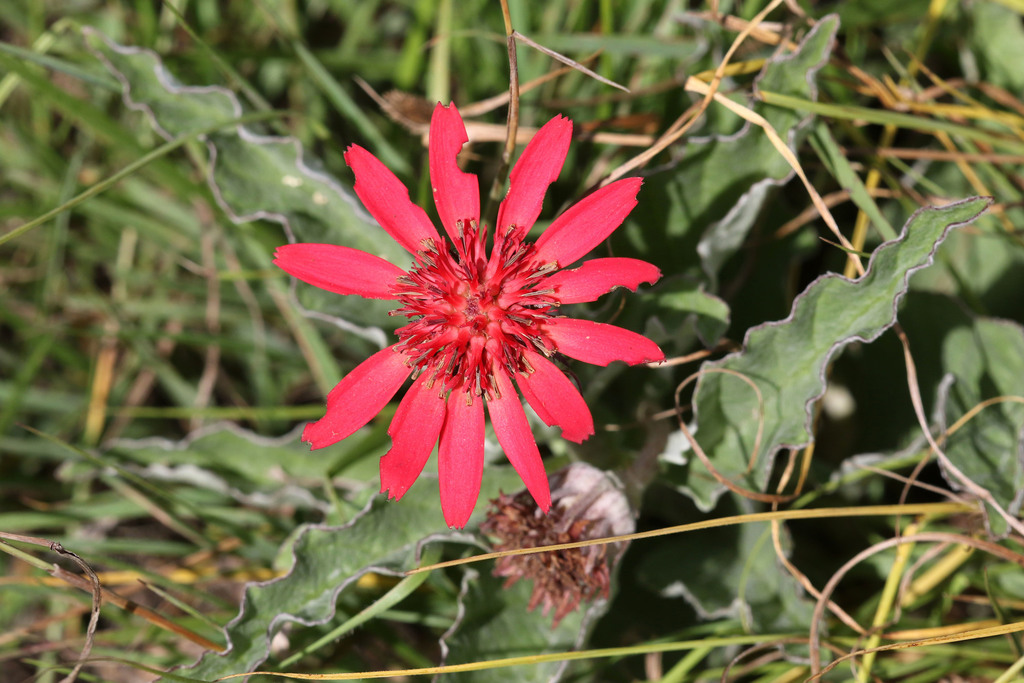 Erythrocephalum