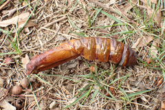 Abantiades atripalpis