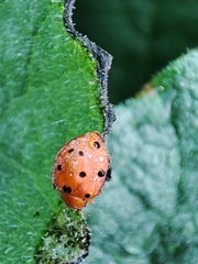 Henosepilachna argus