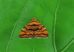Choreutis amethystodes