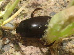 Meladema