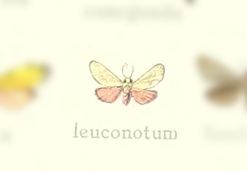 Cisthene leuconotum