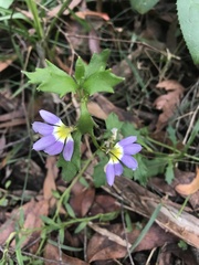 Scaevola aemula