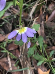 Scaevola aemula