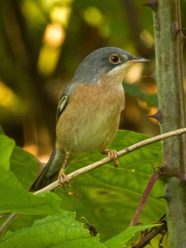 Foto de Moltoni's Warbler