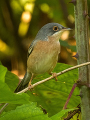 Moltoni's Warbler photo 4