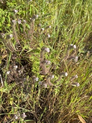 Phacelia cicutaria hispida