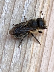 Megachilinae