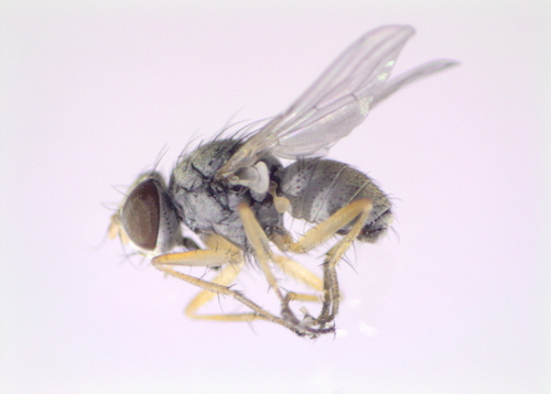 Coenosia attenuata
