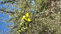 Senna meridionalis