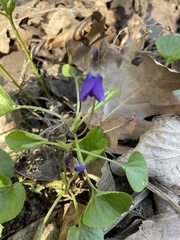 Viola suavis