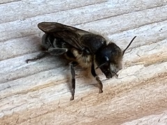 Megachilinae