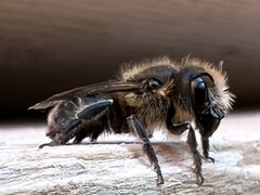 Megachilinae