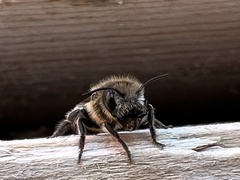Megachilinae