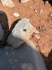 Aelurillus luctuosus