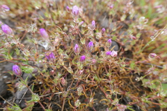 Spergularia purpurea