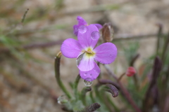 Malcolmia triloba