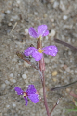 Malcolmia triloba