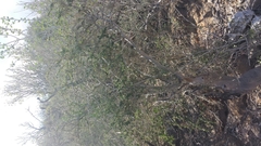 Diospyros manampetsae