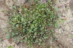 Corrigiola litoralis