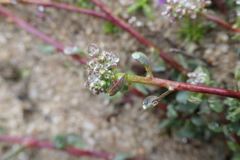 Corrigiola litoralis