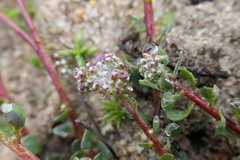 Corrigiola litoralis