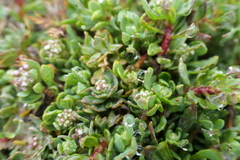 Corrigiola litoralis