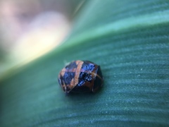 Harmonia axyridis
