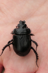 Ceratophyus hoffmannseggi