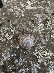 Eobania vermiculata