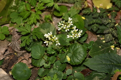 Cardamine anhuiensis