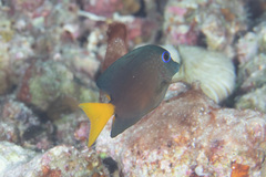 Ctenochaetus binotatus