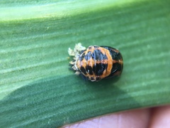 Harmonia axyridis
