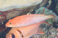 Cephalopholis spiloparaea