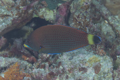 Pseudodax moluccanus