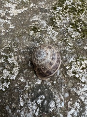 Eobania vermiculata