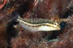 Petroscirtes breviceps