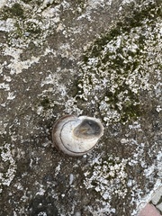 Eobania vermiculata