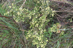 Thymelaea lythroides