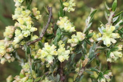 Thymelaea lythroides