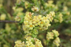 Thymelaea lythroides