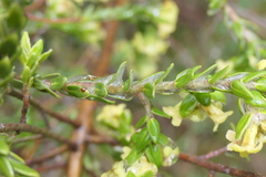 Thymelaea lythroides