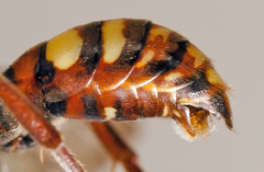 Nomada ruficornis