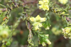 Thymelaea lythroides