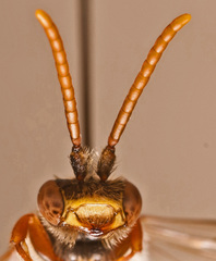 Nomada ruficornis